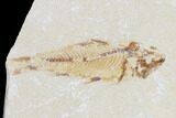 Bargain, Two Cretaceous Fossil Fish (Armigatus) - Lebanon #110840-3
